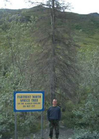 Northernmost spruce tree on the Dalton Highway, after some vandal killed it