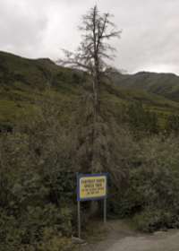 Northernmost spruce tree on the Dalton Highway, after some vandal killed it